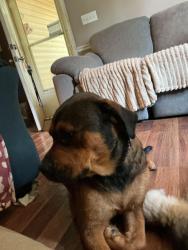 Lost Unknown Dog last seen Right by the church, Thomas, WV 26292