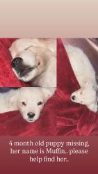 Lost Female Dog last seen Parker and Kostner, Chicago, IL 60639