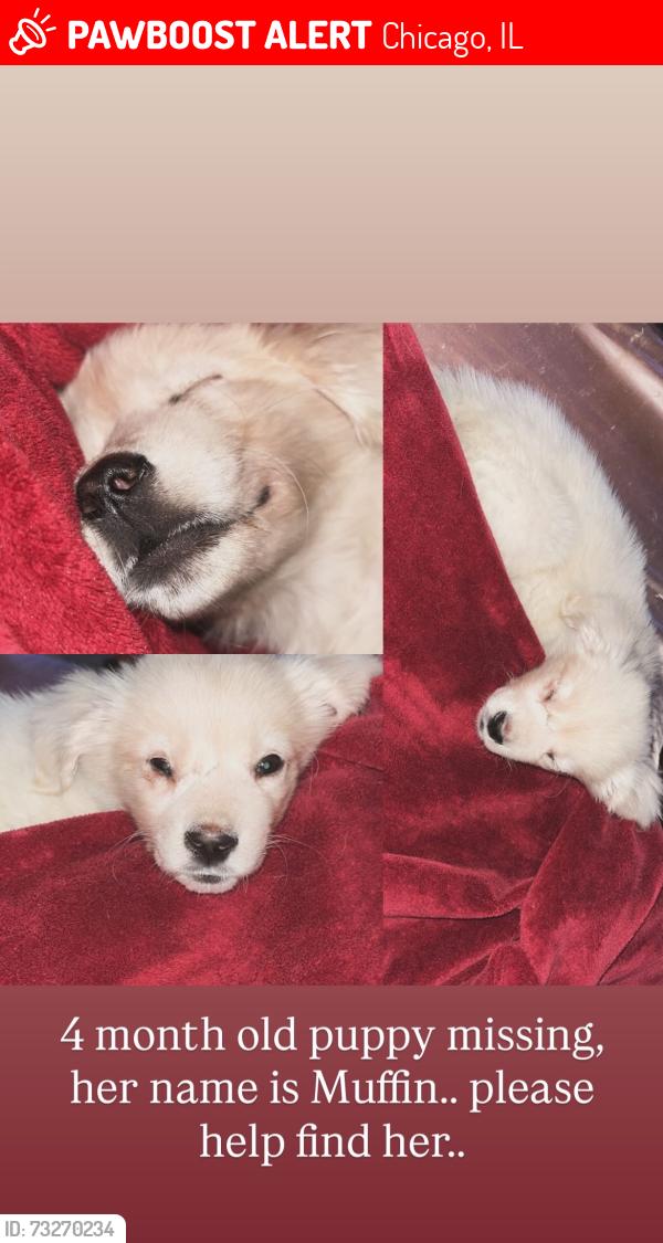 Lost Female Dog last seen Parker and Kostner, Chicago, IL 60639