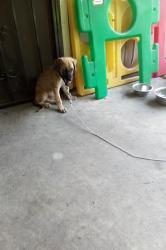 Found/Stray Female Dog last seen Normandy, Jacksonville, FL 32221