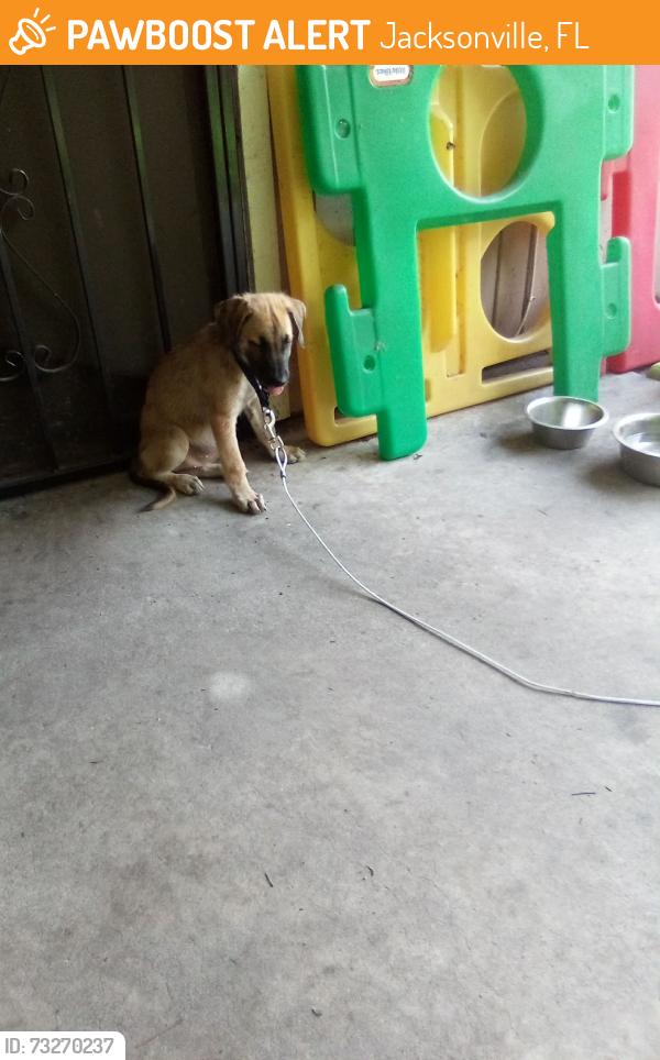 Found/Stray Female Dog last seen Normandy, Jacksonville, FL 32221