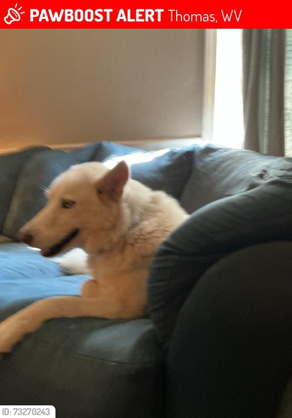 Lost Unknown Dog last seen Right by the church broke out of hse, Thomas, WV 26292