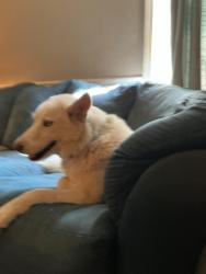 Lost Unknown Dog last seen Right by the church broke out of hse, Thomas, WV 26292