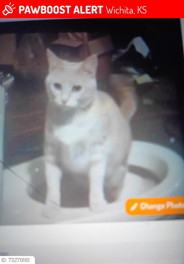 Lost Female Cat last seen Central and west, Wichita, KS 67212