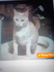 Lost Female Cat last seen Central and west, Wichita, KS 67212