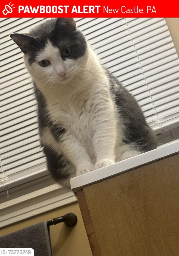 Lost Female Cat last seen Huron, New Castle, PA 16101