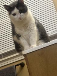 Lost Female Cat last seen Huron, New Castle, PA 16101