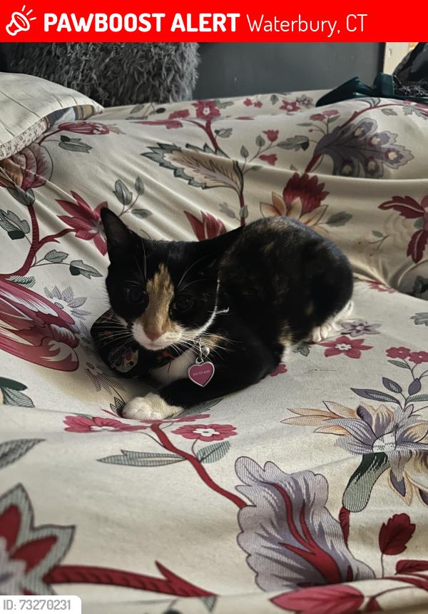 Lost Female Cat last seen division street , around the neighbor’s hse in the backyard, Waterbury, CT 06704