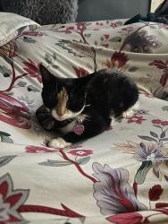 Lost Female Cat last seen division street , around the neighbor’s hse in the backyard, Waterbury, CT 06704
