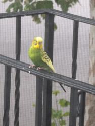 Found/Stray Unknown Bird last seen Cross street of stockton ave and benson in ocean grove, Neptune Township, NJ 07756