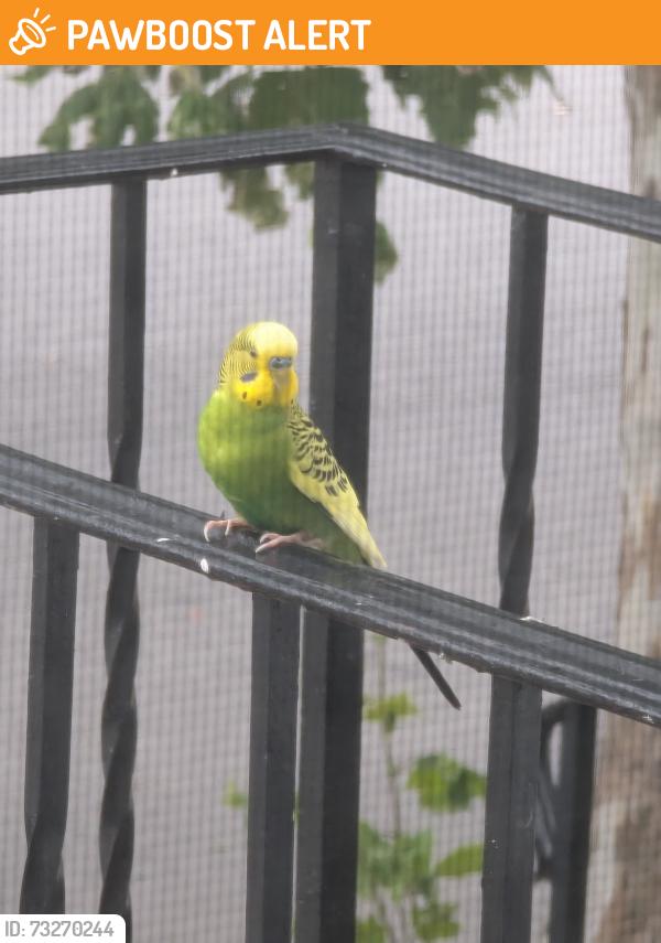 Found/Stray Unknown Bird last seen Cross street of stockton ave and benson in ocean grove, Neptune Township, NJ 07756