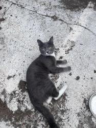 Reunited Female Cat last seen N Albina and N Alberta, Portland, OR 97217