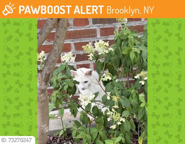 Found/Stray Unknown Cat last seen 71st & Ridge Blvd, Brooklyn, NY 11209