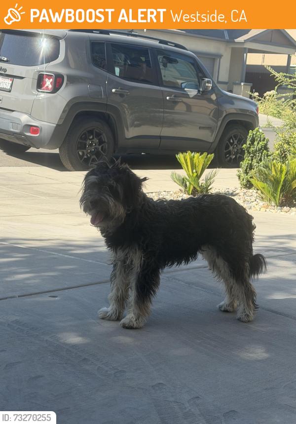Found/Stray Unknown Dog last seen Ashlan and hayes ave, Westside, CA 93723