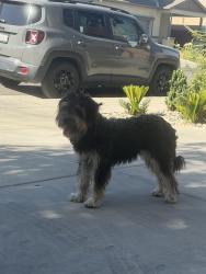 Found/Stray Unknown Dog last seen Ashlan and hayes ave, Westside, CA 93723