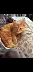 Lost Male Cat last seen Labonté, Clarence Creek, ON, Clarence-Rockland, ON K0A 1N0