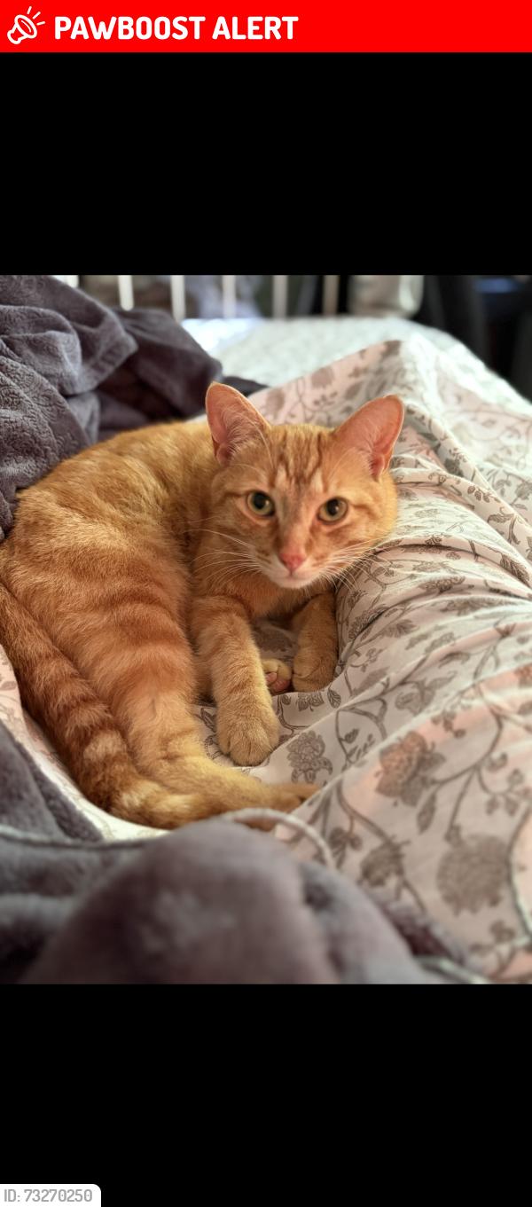 Lost Male Cat last seen Labonté, Clarence Creek, ON, Clarence-Rockland, ON K0A 1N0