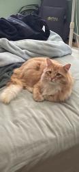 Lost Male Cat last seen Willis Road & Farmway Road, Caldwell, ID 83607