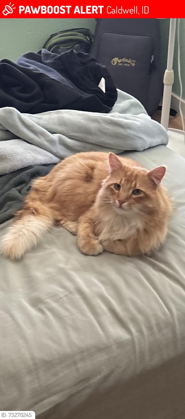 Lost Male Cat last seen Willis Road & Farmway Road, Caldwell, ID 83607