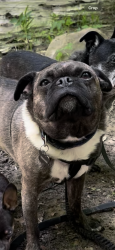 Lost Male Dog last seen 86th and College, Indianapolis, IN 46240