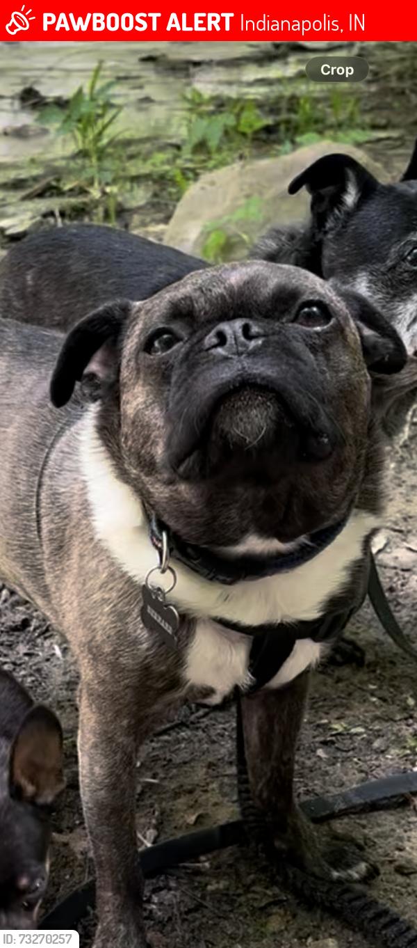 Lost Male Dog last seen 86th and College, Indianapolis, IN 46240