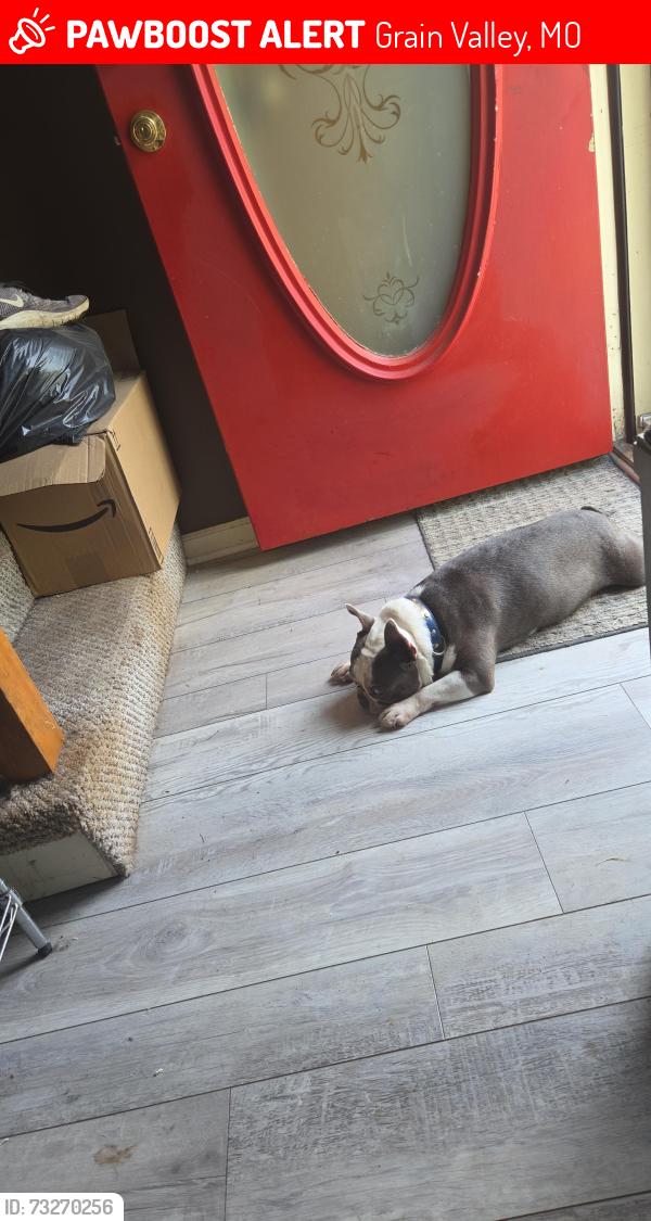 Lost Male Dog last seen Price chopper and Casey's, Grain Valley, MO 64029