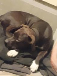 Lost Female Dog last seen Main street DeSoto, De Soto, MO 63020