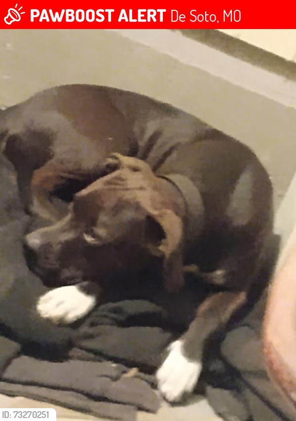 Lost Female Dog last seen Main street DeSoto, De Soto, MO 63020