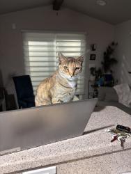 Lost Female Cat last seen River Ridge Tiny Home community across from the golf course, Rio Communities, NM 87002