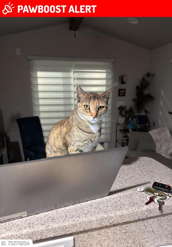 Lost Female Cat last seen River Ridge Tiny Home community across from the golf course, Rio Communities, NM 87002