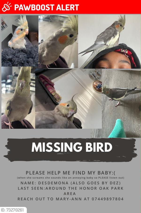 Lost Female Bird last seen Brockley park, Honor Oak Park, Greater London, England 