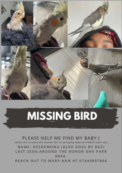 Lost Female Bird last seen Brockley park, Honor Oak Park, Greater London, England 