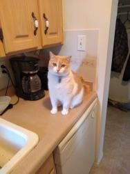 Lost Male Cat last seen 118th Avenue 45st., Edmonton, AB T5W 2T3