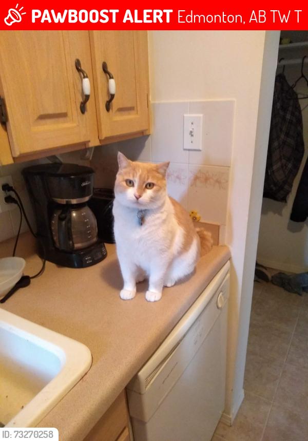 Lost Male Cat last seen 118th Avenue 45st., Edmonton, AB T5W 2T3