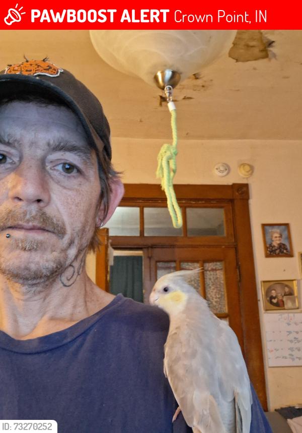 Lost Female Bird last seen Lake county fair grounds is where she got out at! Right in the middle of the grounds!, Crown Point, IN 46307