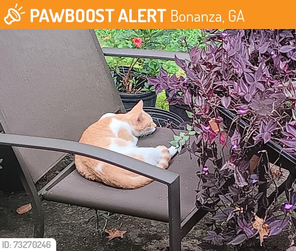 Found/Stray Female Cat last seen Mallard Dr. & Pintail Ct., Bonanza, GA 30228