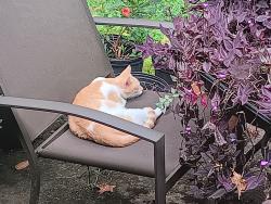 Found/Stray Female Cat last seen Mallard Dr. & Pintail Ct., Bonanza, GA 30228