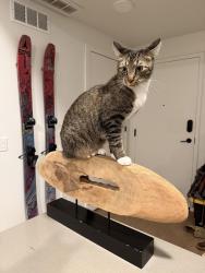Reunited Male Cat last seen On Hunsicker Rd by the historic bridge, Lancaster, PA 17601