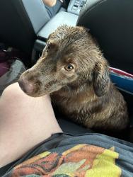 Found/Stray Male Dog last seen Near stamper and Bragg blvd, Fayetteville, NC 28303