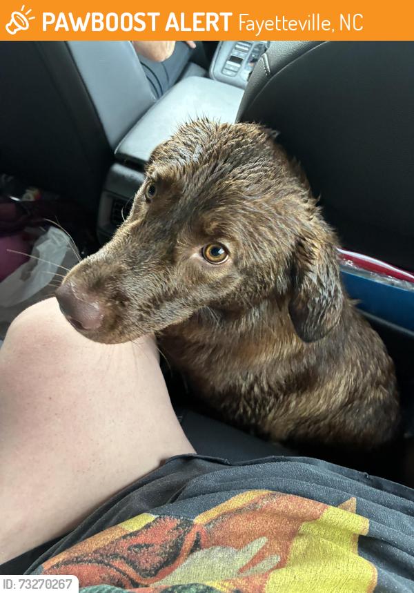 Found/Stray Male Dog last seen Near stamper and Bragg blvd, Fayetteville, NC 28303