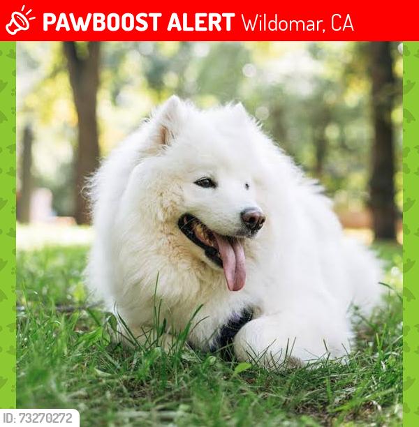 Lost Male Dog last seen Near mains treet, Wildomar, CA 92595