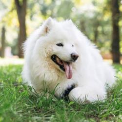 Lost Male Dog last seen Near mains treet, Wildomar, CA 92595