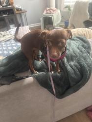 Lost Female Dog last seen Parker road and temple cherry creek reflection apmts, Aurora, CO 80015
