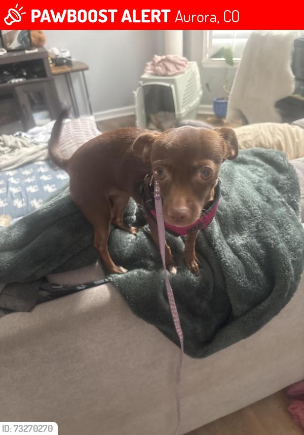Lost Female Dog last seen Parker road and temple cherry creek reflection apmts, Aurora, CO 80015