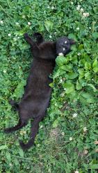 Lost Male Cat last seen 47th and Normal Ave, Indianapolis, IN 46226