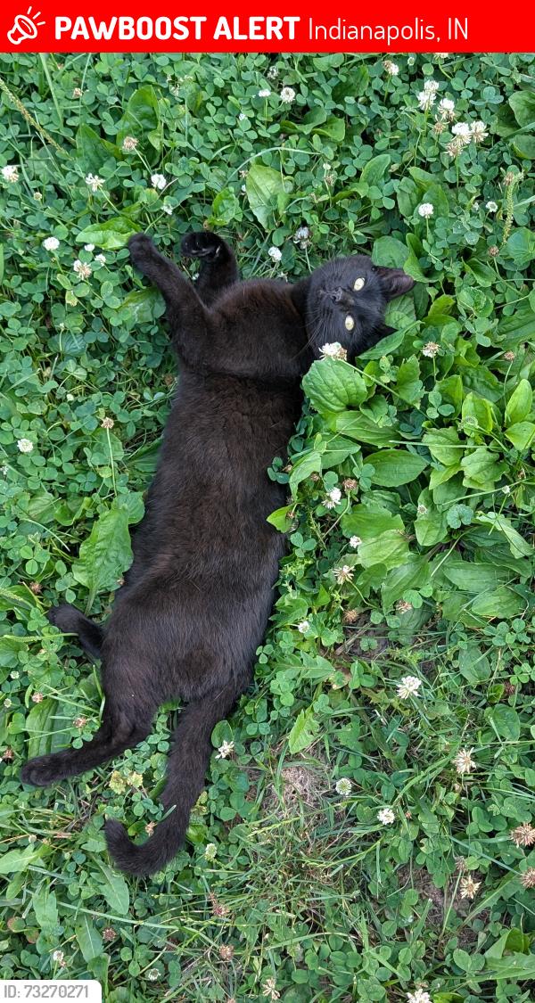 Lost Male Cat last seen 47th and Normal Ave, Indianapolis, IN 46226