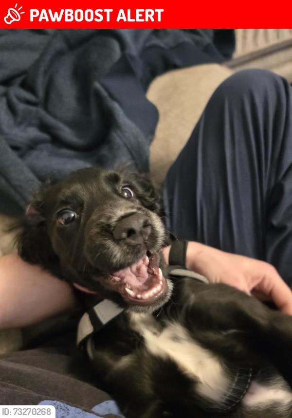 Lost Female Dog last seen Lambton St got out the yard, County Durham, England DH3 3NH