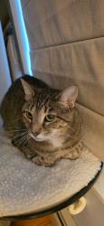 Reunited Female Cat last seen Maple Ridge condos, Merrimack, NH 03054