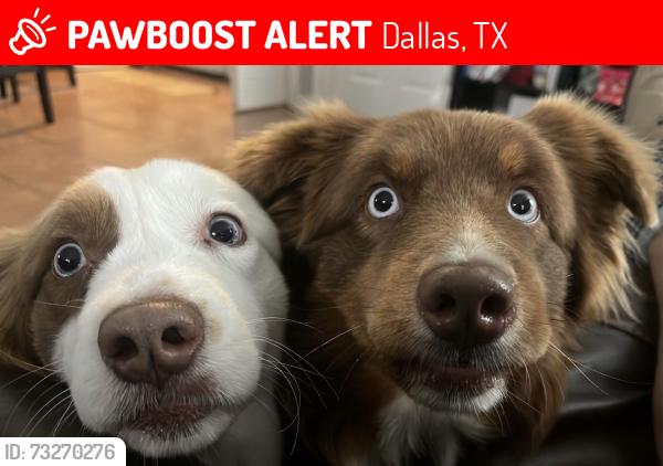Lost Female Dog last seen Near Riverway Dr Dallas Tx 75227, Dallas, TX 75227