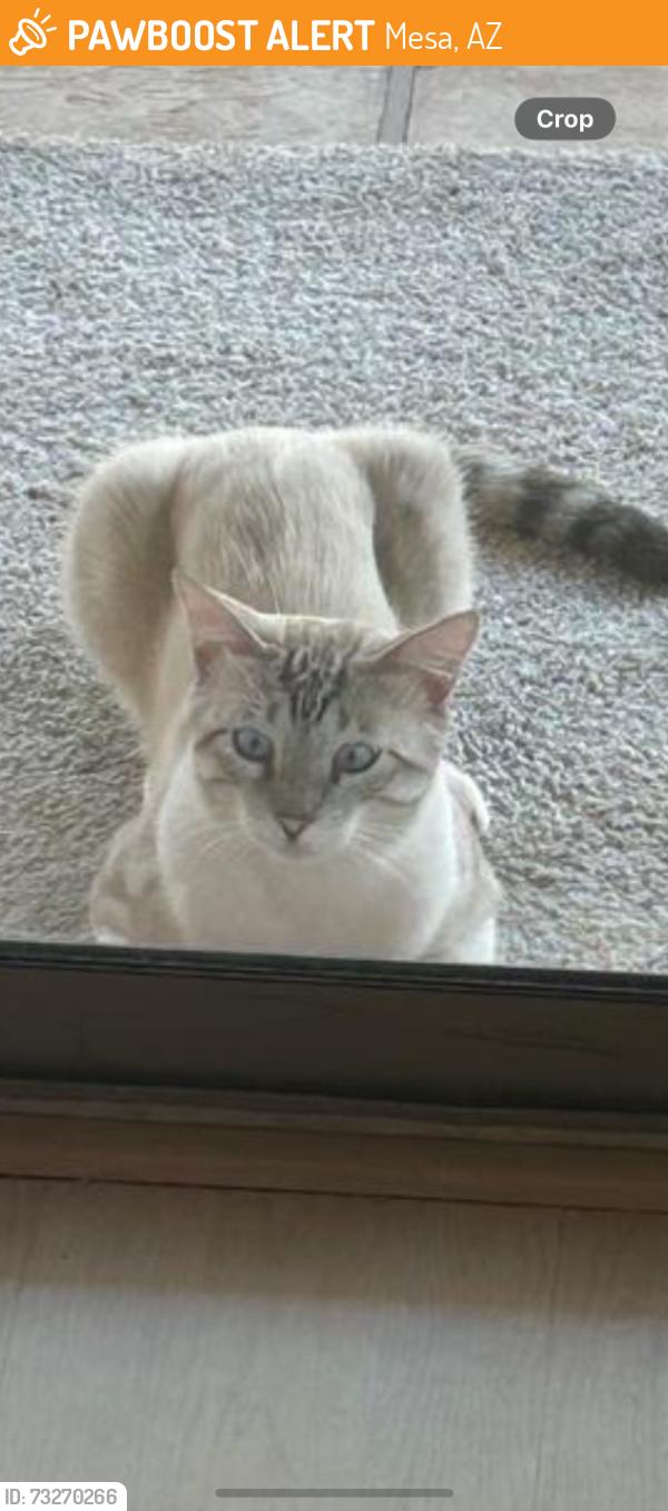 Found/Stray Unknown Cat last seen Greenfield/Brown, Mesa, AZ 85205